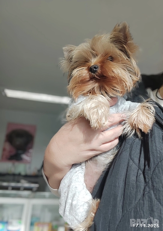 Йоркширски териер , снимка 1