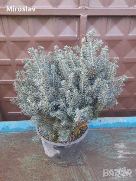 Коледен кълбовиден смърч, снимка 1
