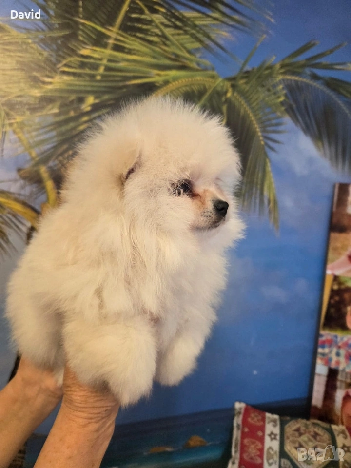 poпомеран, снимка 1