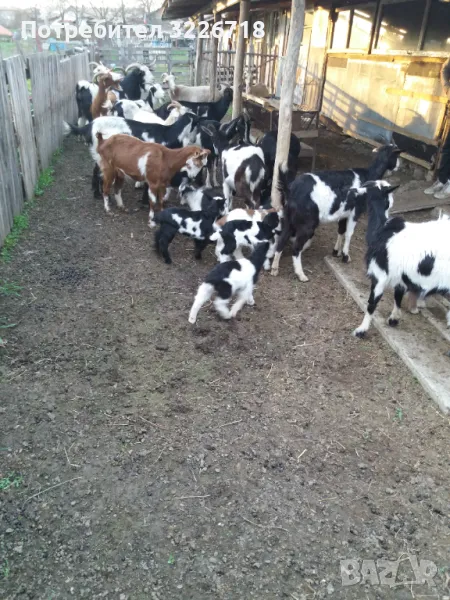 Продавам млади кози , снимка 1