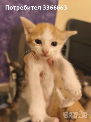 Подарявам котенца , снимка 2 - Други - 56321610