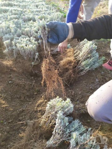 Разсад лавандула , снимка 2 - Други - 42790022