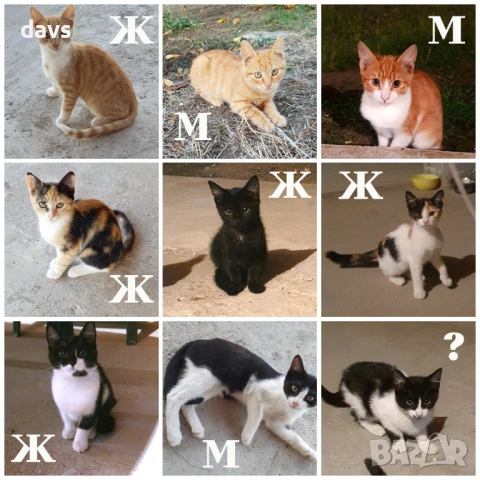 Черна котка на 6 месеца търси дом, снимка 12 - Други - 53116660