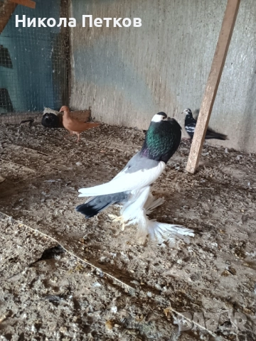  Седлати болани , снимка 4 - Гълъби - 52790834