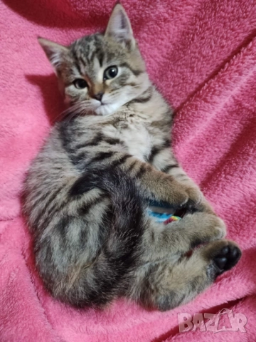 Британско коте, момиче, момче, маркирано, агути, таби, котка, котарак, котенце британче, снимка 7 - Други - 52152579