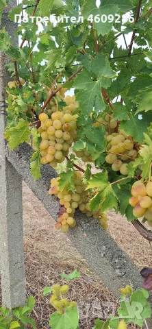 Продавам десертно грозде за ракия 