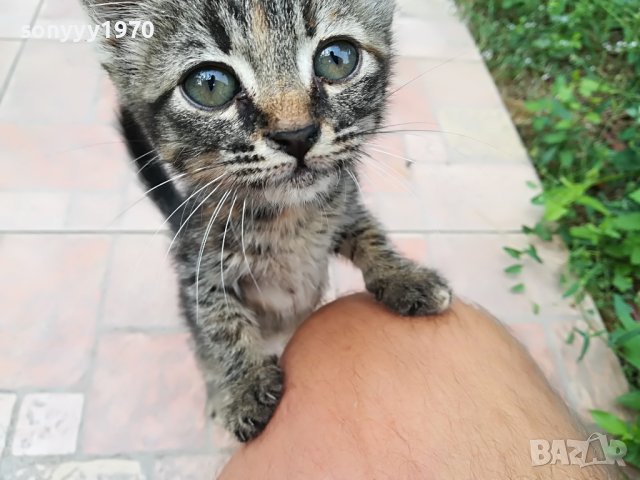 КОТЕ МЯУ МЪР ИВОНКА ВИДИН 0509221551, снимка 2 - Други - 37908082