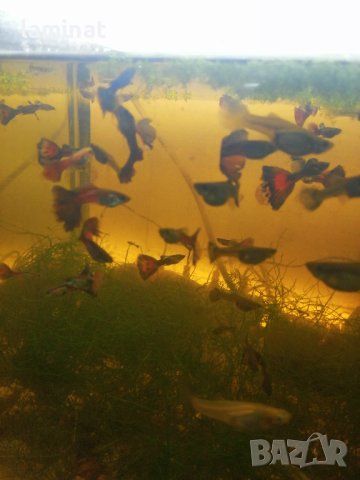 Продавам гупи, ричия и Явански мъх, снимка 5 - Рибки - 40354171