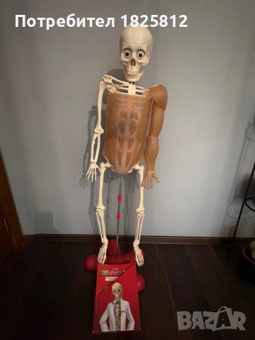 АНАТОМИЧЕН МОДЕЛ НА ЧОВЕШКО ТЯЛО