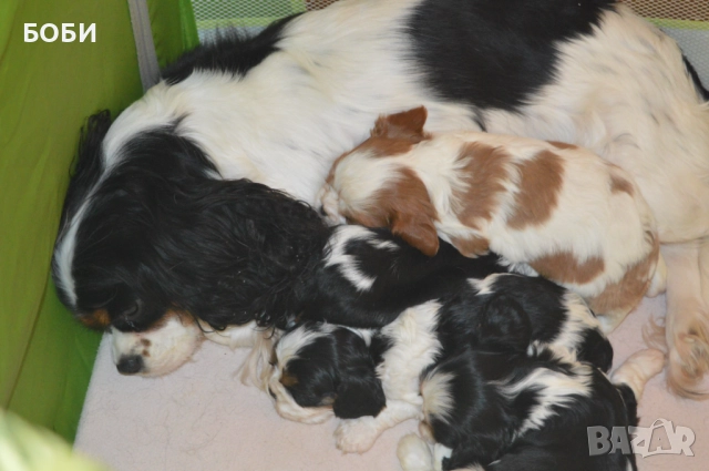 Кавалер Кинг Чарлз Шпаньол, снимка 10 - Кавалер кинг чарлз шпаньол - 52735606