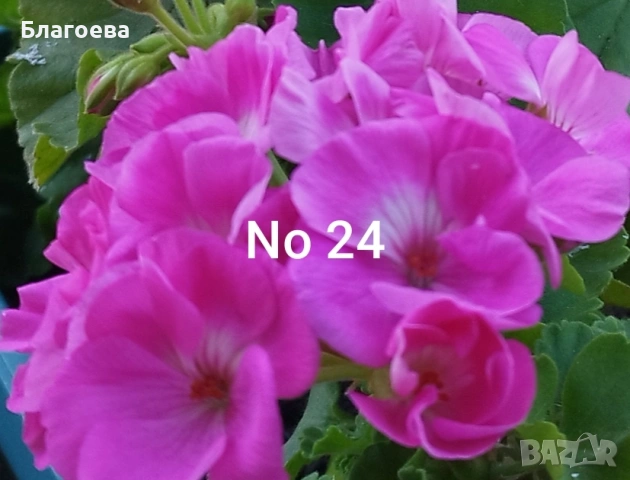 Комплект вкоренени резници Мушкато 5 бр - 5 цвята , снимка 3 - Стайни растения - 46905641