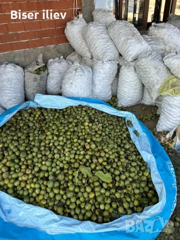 продавам орехи на черупка на ядка и на зелено , снимка 4 - Домашни продукти - 55790117