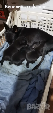 Продават се, снимка 8 - Пинчер - 52618220