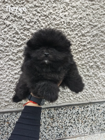 Мини померан, снимка 2 - Померан - 52920857