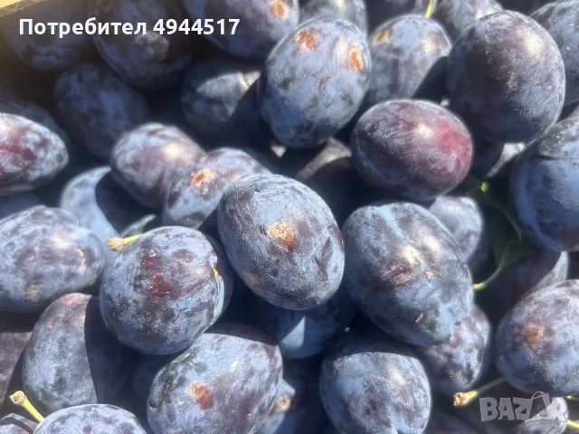 Продавам сини сливи., снимка 2 - Градински цветя и растения - 56010652