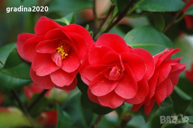 Камелия -Студоустойчива ,кичеста и вечнозелена  , снимка 2 - Разсади - 49499355