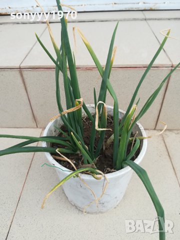 лук в саксия с пръст-за дома терасата 2102241331, снимка 2 - Стайни растения - 44399041