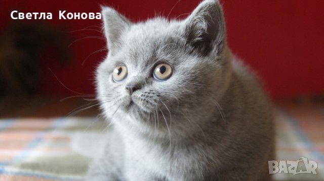 Британски котета, снимка 3 - Британска късокосместа - 10443215