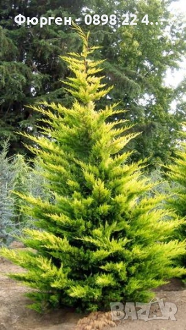 Кипарис Лейланди „Gold Rider“ (Златен ездач) Cupressocyparis leylandii ‘Gold Rider’, снимка 4 - Разсади - 52899095