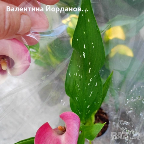 кала три цвята , снимка 6 - Градински цветя и растения - 54250718