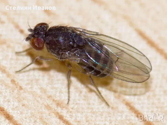 Нелетящи плодови мушици, дрозофили (Drosophila melanogaster 'Wingless' и Drosophila hydei), снимка 2 - Други - 48433628