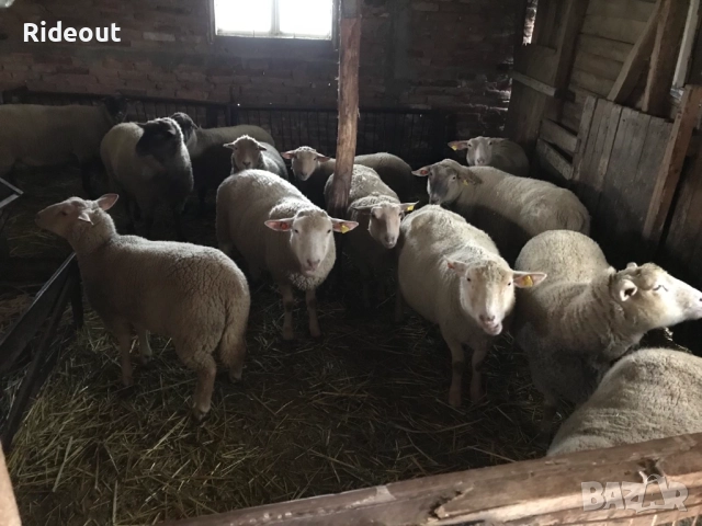 Заплодени/Бременни Овце (Мутон Шароле и др.)