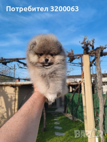 Померанче мини мъжко , снимка 8 - Померан - 54271762