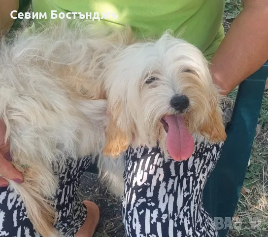 Порода Малтипу. Момче на шест месеца търси нов дом., снимка 3 - Пудели - 55832110