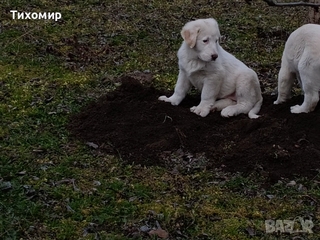 Алабай , снимка 13 - Алабай - 53407632