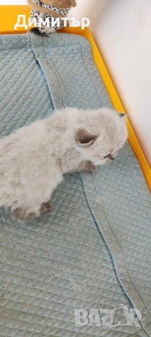 Кълърпойнтчета шотландски, снимка 13 - Британска късокосместа - 54252898