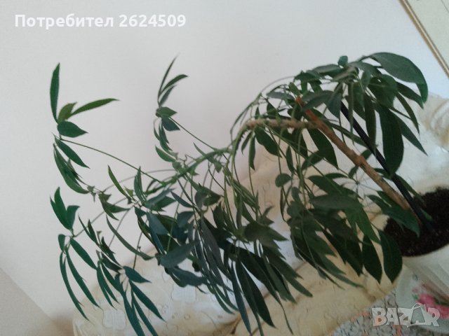 Нестандартна Шефлера, снимка 3 - Стайни растения - 37483803