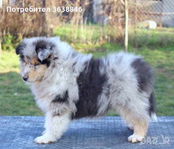 Шотландска овчарка, снимка 4 - Коли - 53328507