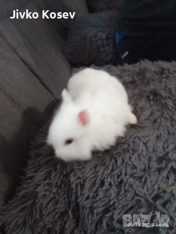 декоративни зайчета, снимка 2 - Декоративни зайчета - 50670628