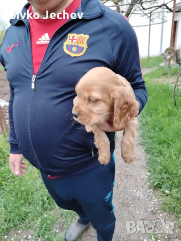 Кокер Шпаньол , снимка 7 - Кокер шпаньол - 54282865