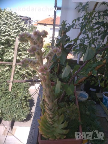 Дебелец, африканска роза, семпервивум, снимка 9 - Стайни растения - 29519881