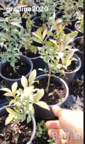 Oгнен храст - Euonymus alatus ​ Студоустойчив , снимка 7 - Разсади - 55709541