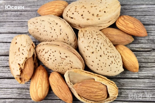 Фиданки от бадем, снимка 2 - Разсади - 52678260