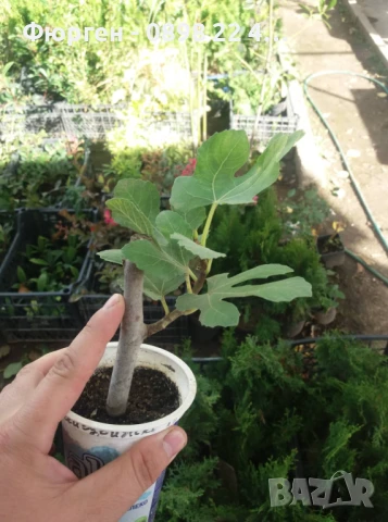 Смокиня  / Разсад Студоустойчиви - Налични 5 сорта, снимка 9 - Градински цветя и растения - 27289924