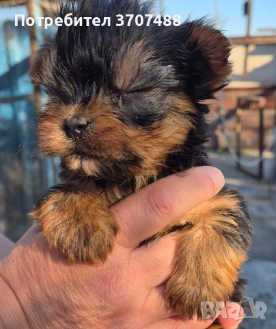 Йоркширски териер , снимка 3 - Други - 54313889