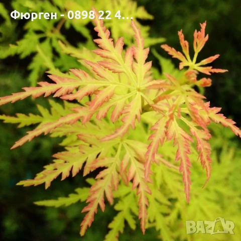 Японски клен - АЦЕР Налични 5 вида Студоустойчиви, снимка 16 - Разсади - 50406492
