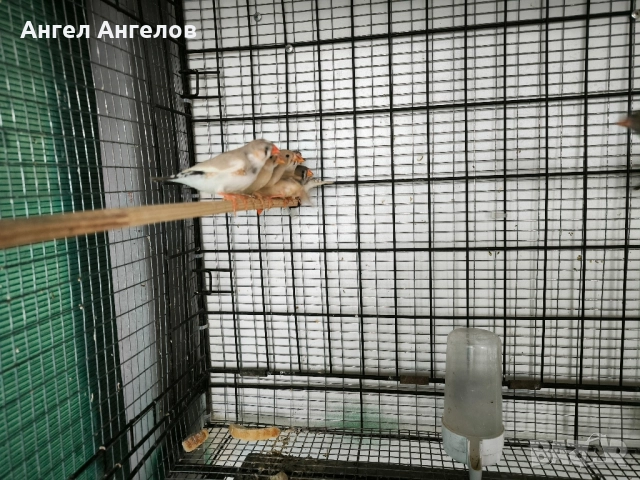 зеброви амадини , снимка 7 - Амадини - 52357881