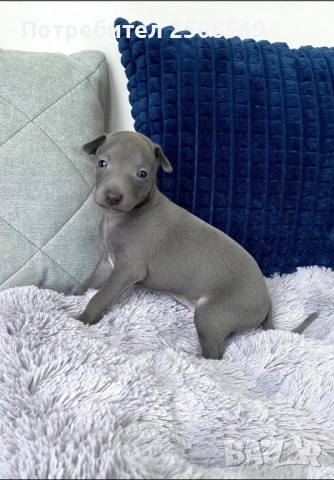 Продавам кученца италианска хрътка, снимка 16 - Хрътка - 53012848