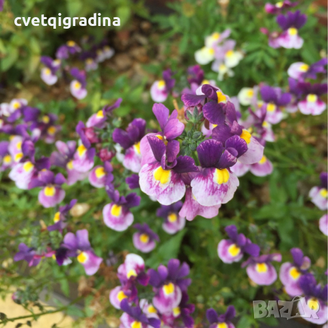 Nemesia Blue Bicolor(Немезия Синьо двуцветно), снимка 1