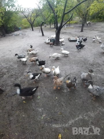 Патици , снимка 3 - Патици и гъски - 51985463