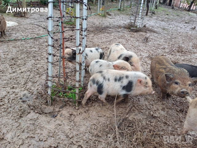 Виетнамски прасета, снимка 9 - Прасета - 51691763