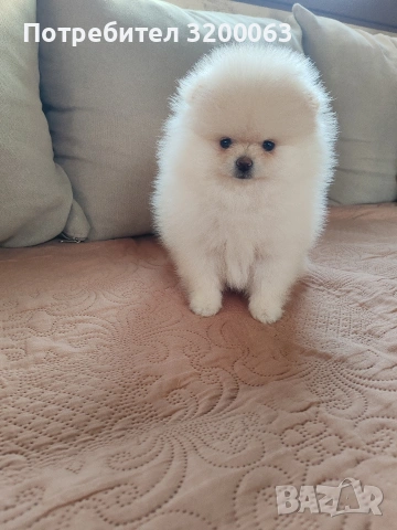 Померанче мини женско , снимка 4 - Померан - 53078151