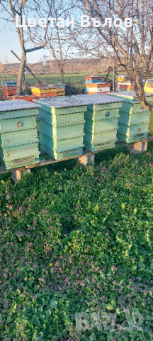 Пчелни семейства с или без кошерите, снимка 3 - Други животни - 44933368