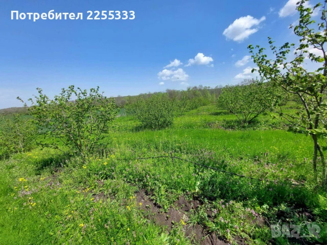 Продавам дворно място заедно с 27 дка. лешникова градина , снимка 5 - Парцели - 50534800