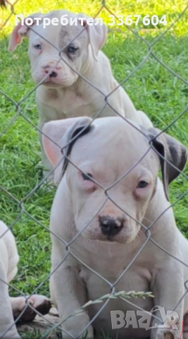 Американско були , снимка 1