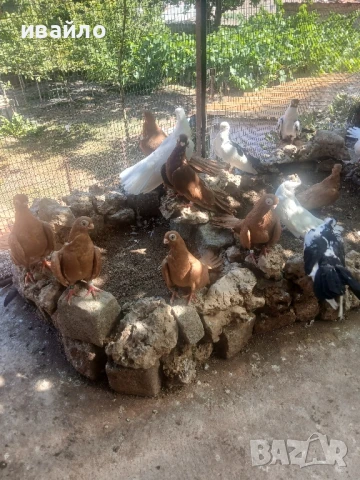 варненски гълъби, снимка 3 - Гълъби - 51318710